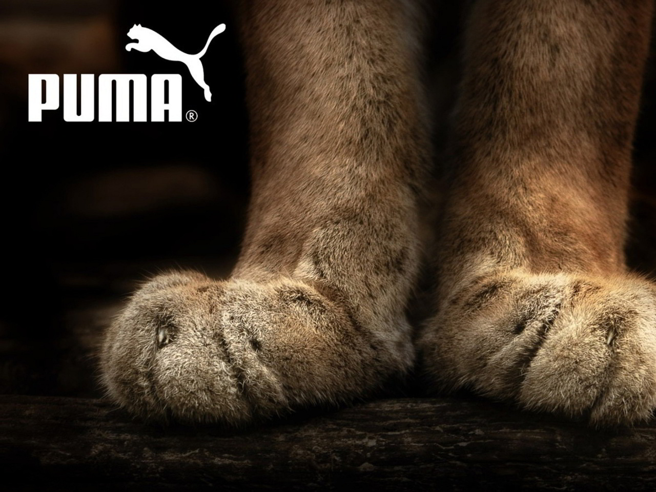 Das Puma Fluffy Logo Wallpaper 1280x960