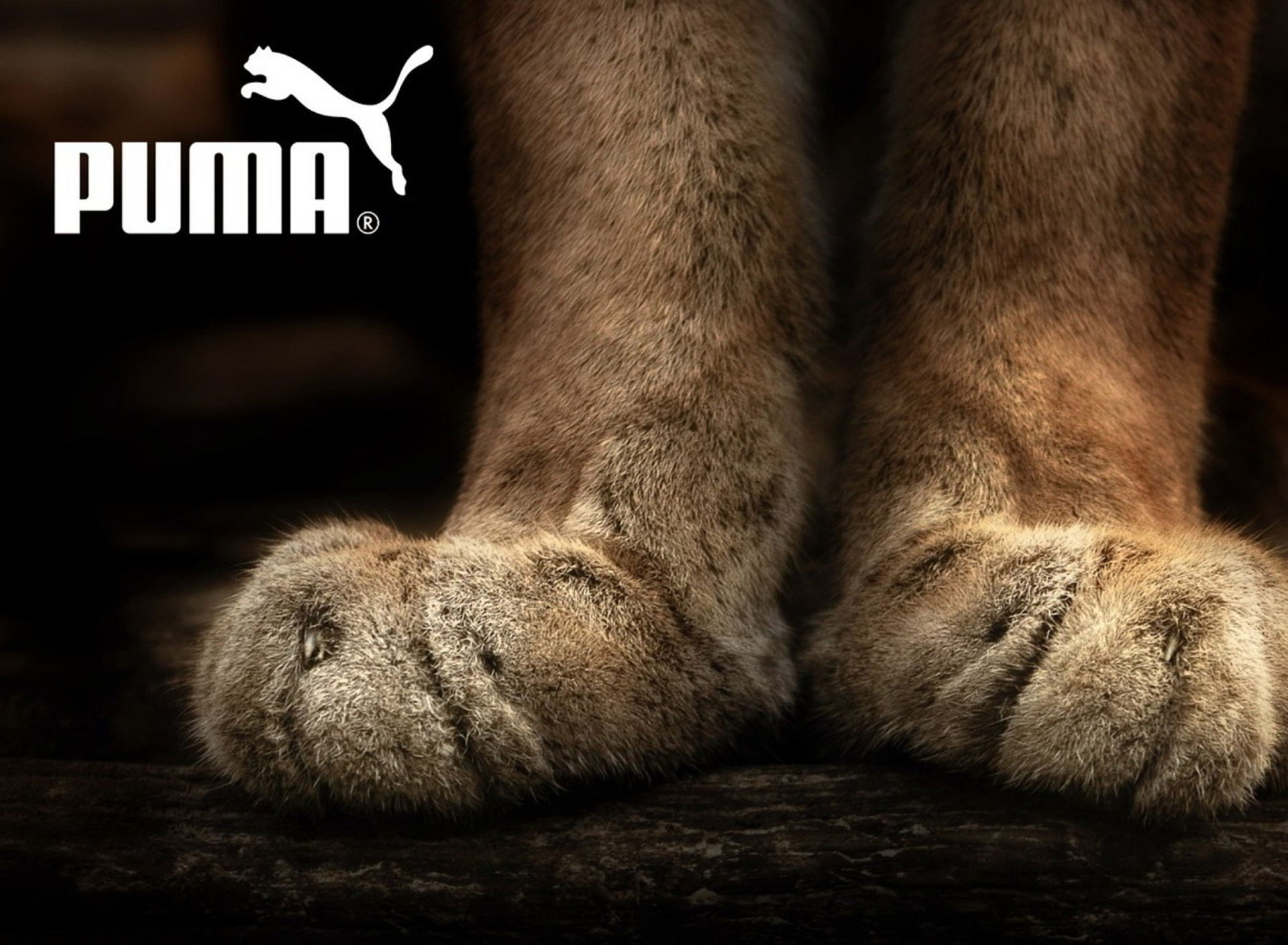Обои Puma Fluffy Logo 1920x1408