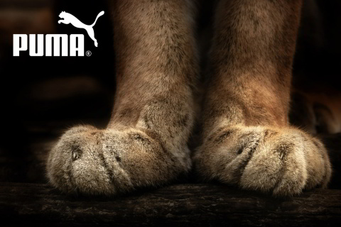 Fondo de pantalla Puma Fluffy Logo 480x320