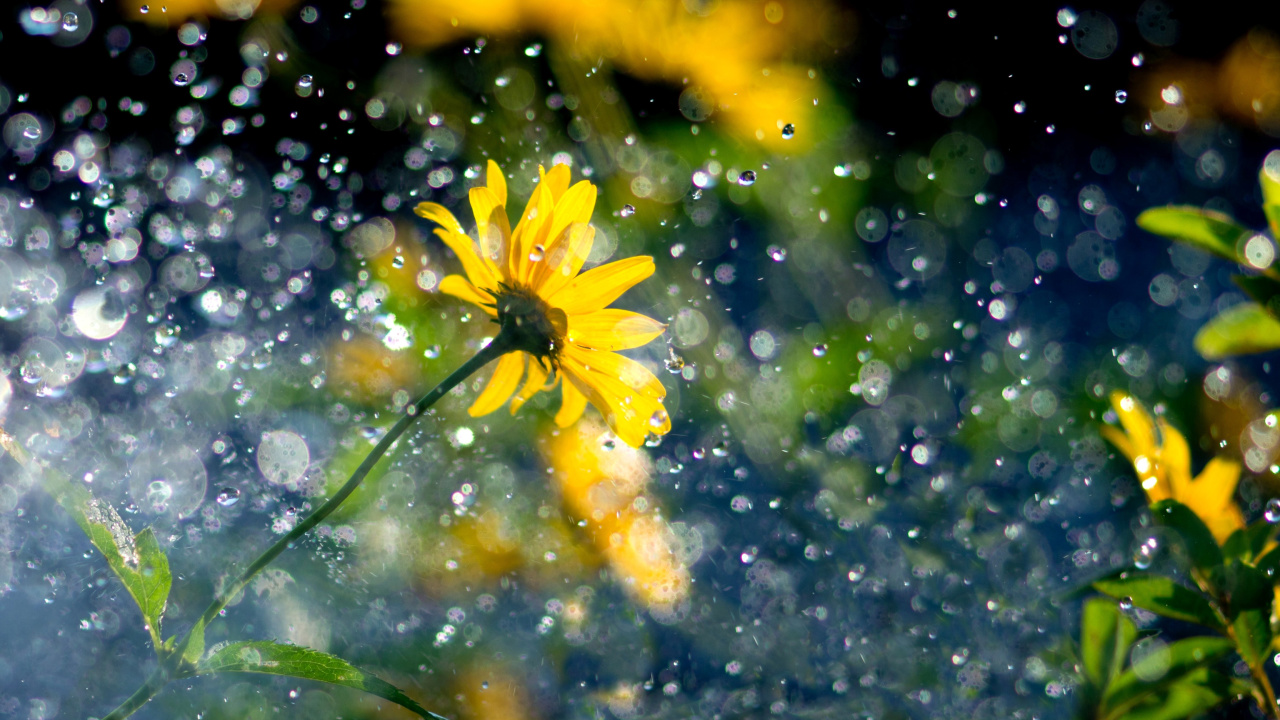 Yellow Flower and Highlights wallpaper 1280x720