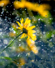 Sfondi Yellow Flower and Highlights 176x220