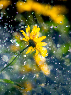 Screenshot №1 pro téma Yellow Flower and Highlights 240x320