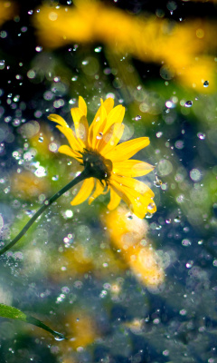 Yellow Flower and Highlights wallpaper 240x400