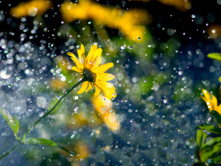 Fondo de pantalla Yellow Flower and Highlights 320x240