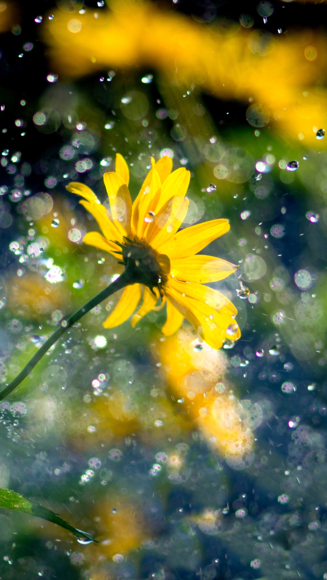 Yellow Flower and Highlights wallpaper 640x1136