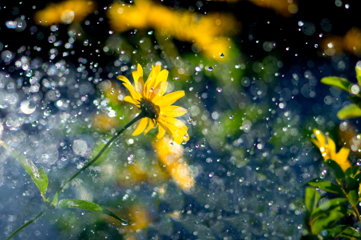 Yellow Flower and Highlights wallpaper