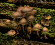 Das Mushrooms Wallpaper 176x144