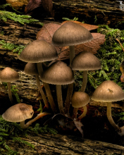 Mushrooms wallpaper 176x220