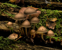 Screenshot №1 pro téma Mushrooms 220x176