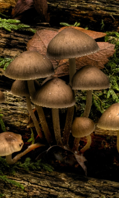 Fondo de pantalla Mushrooms 240x400