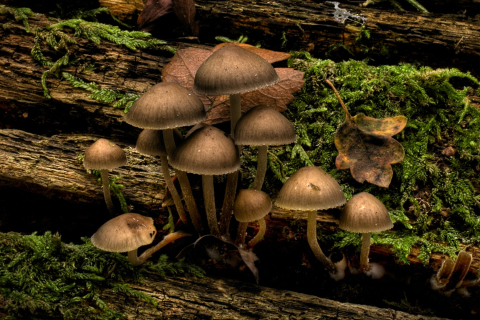 Mushrooms wallpaper 480x320