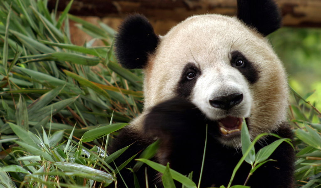 Panda Bear screenshot #1 1024x600