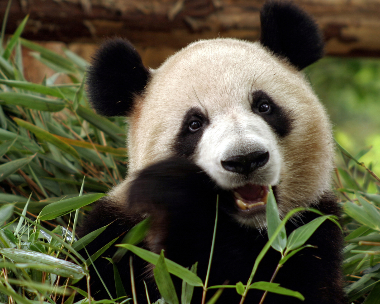 Fondo de pantalla Panda Bear 1600x1280