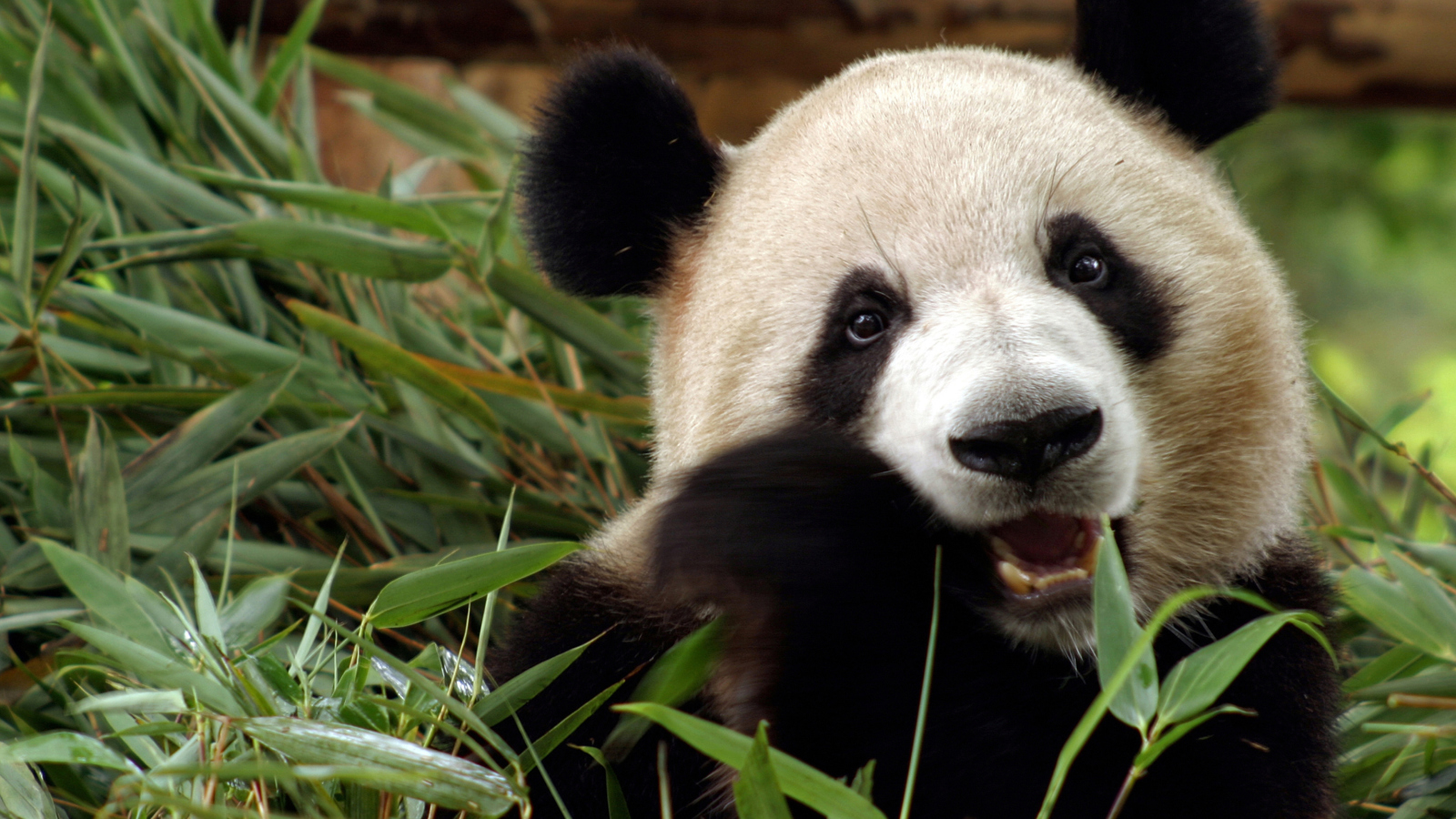 Fondo de pantalla Panda Bear 1600x900
