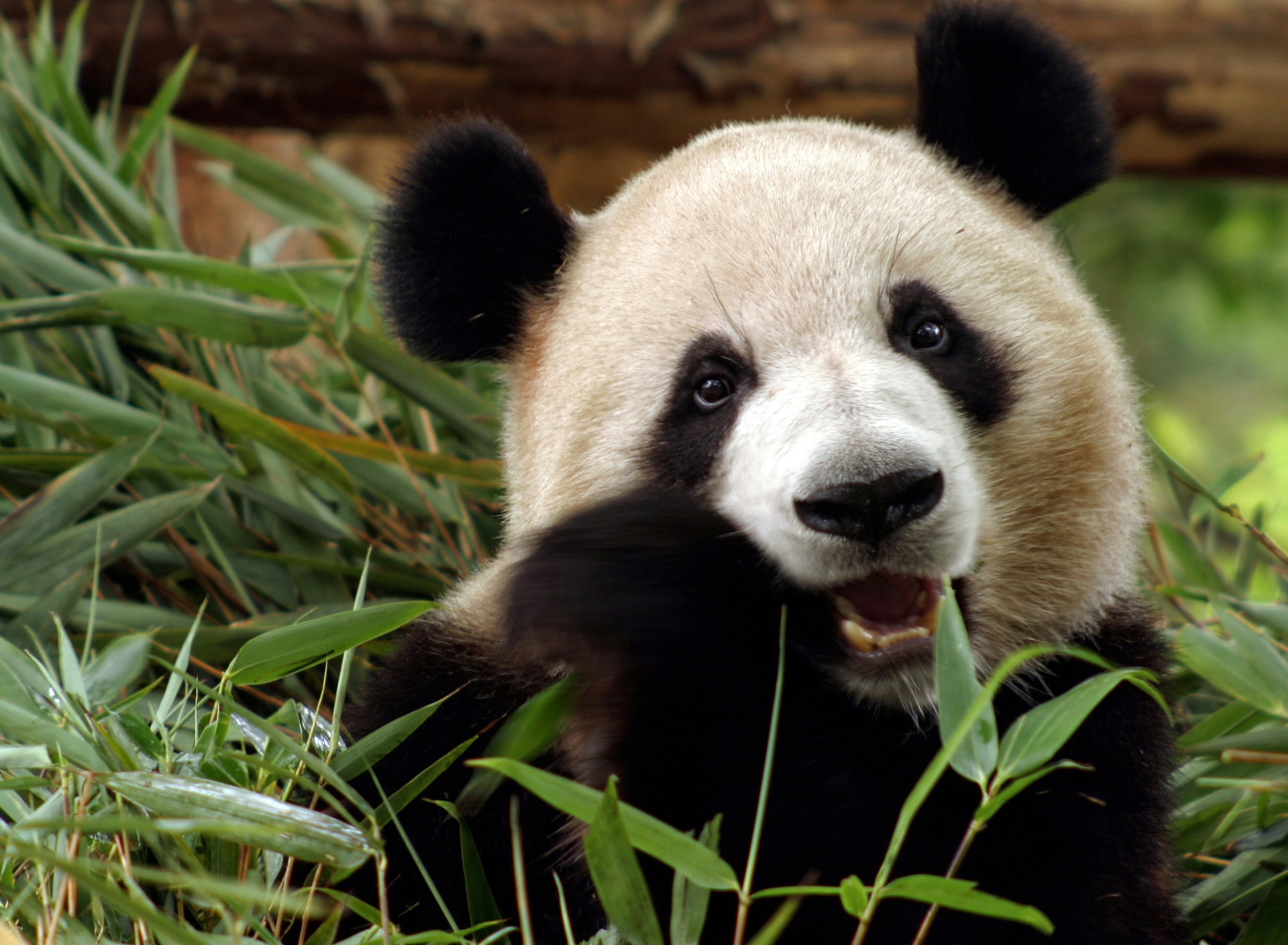 Panda Bear screenshot #1 1920x1408