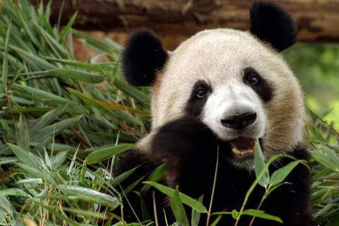 Panda Bear screenshot #1 480x320