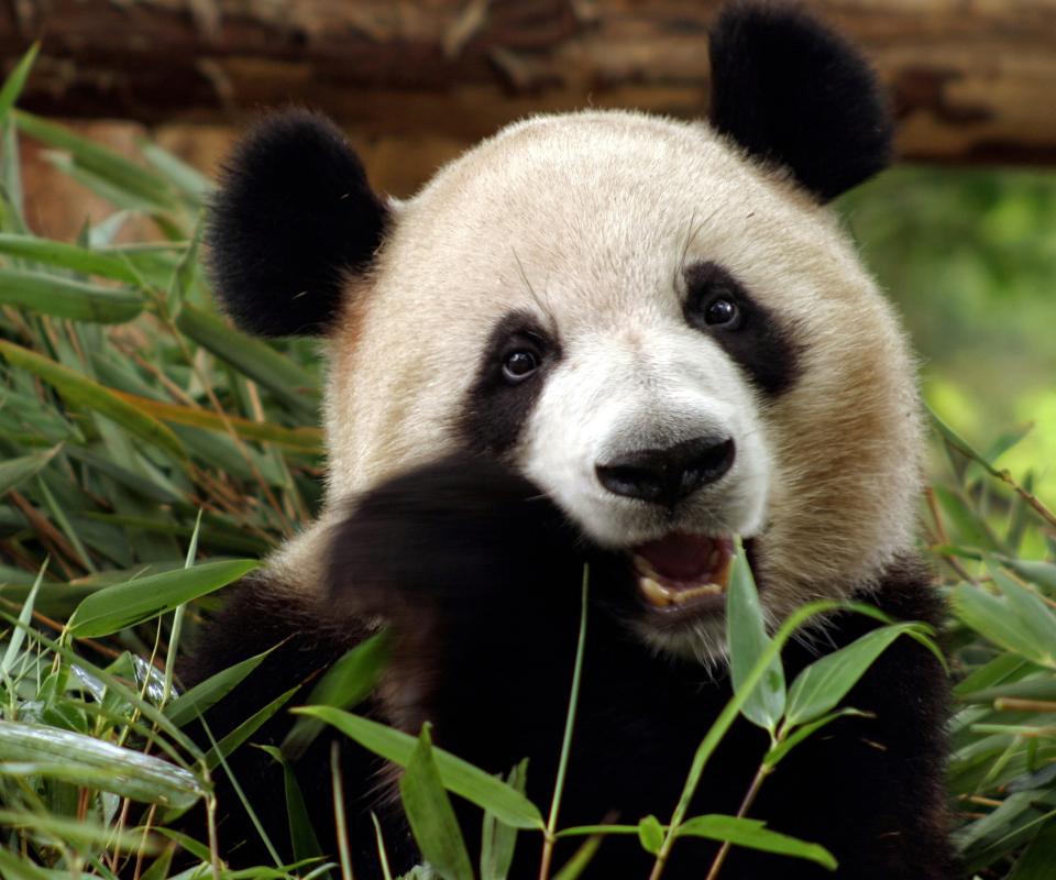 Panda Bear screenshot #1 960x800