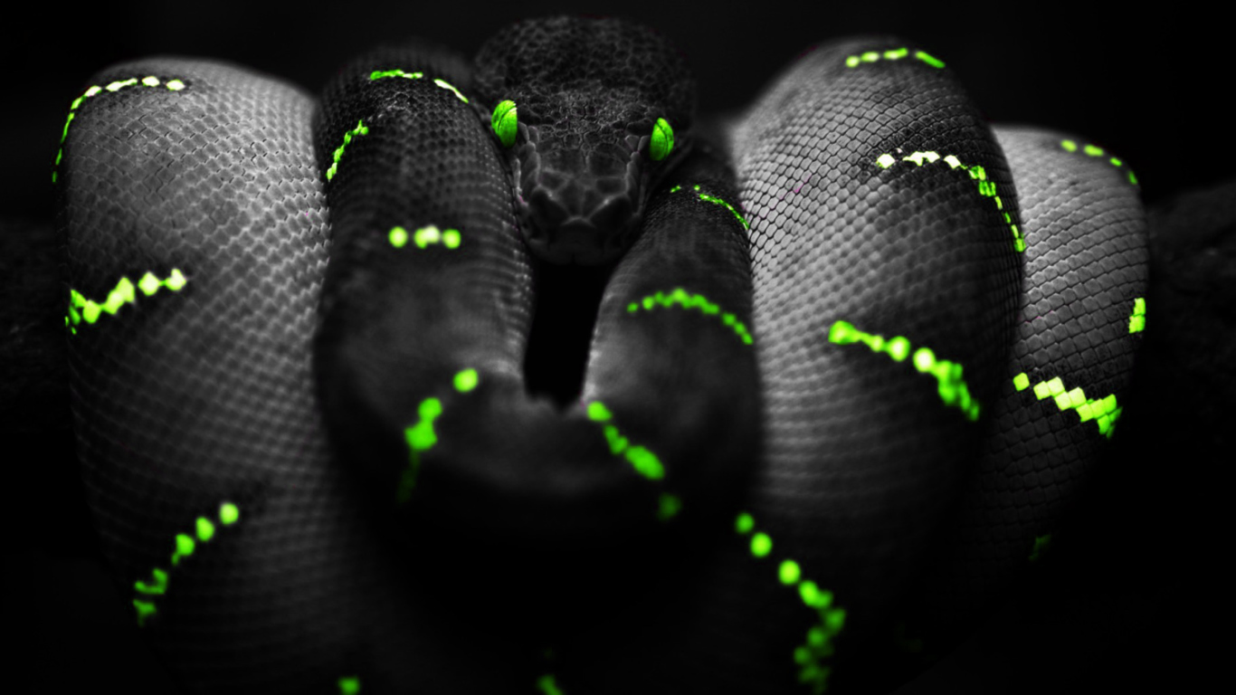 Screenshot №1 pro téma Black Mamba Snake 1366x768