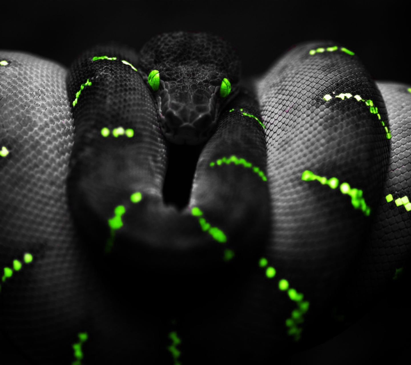 Das Black Mamba Snake Wallpaper 1440x1280