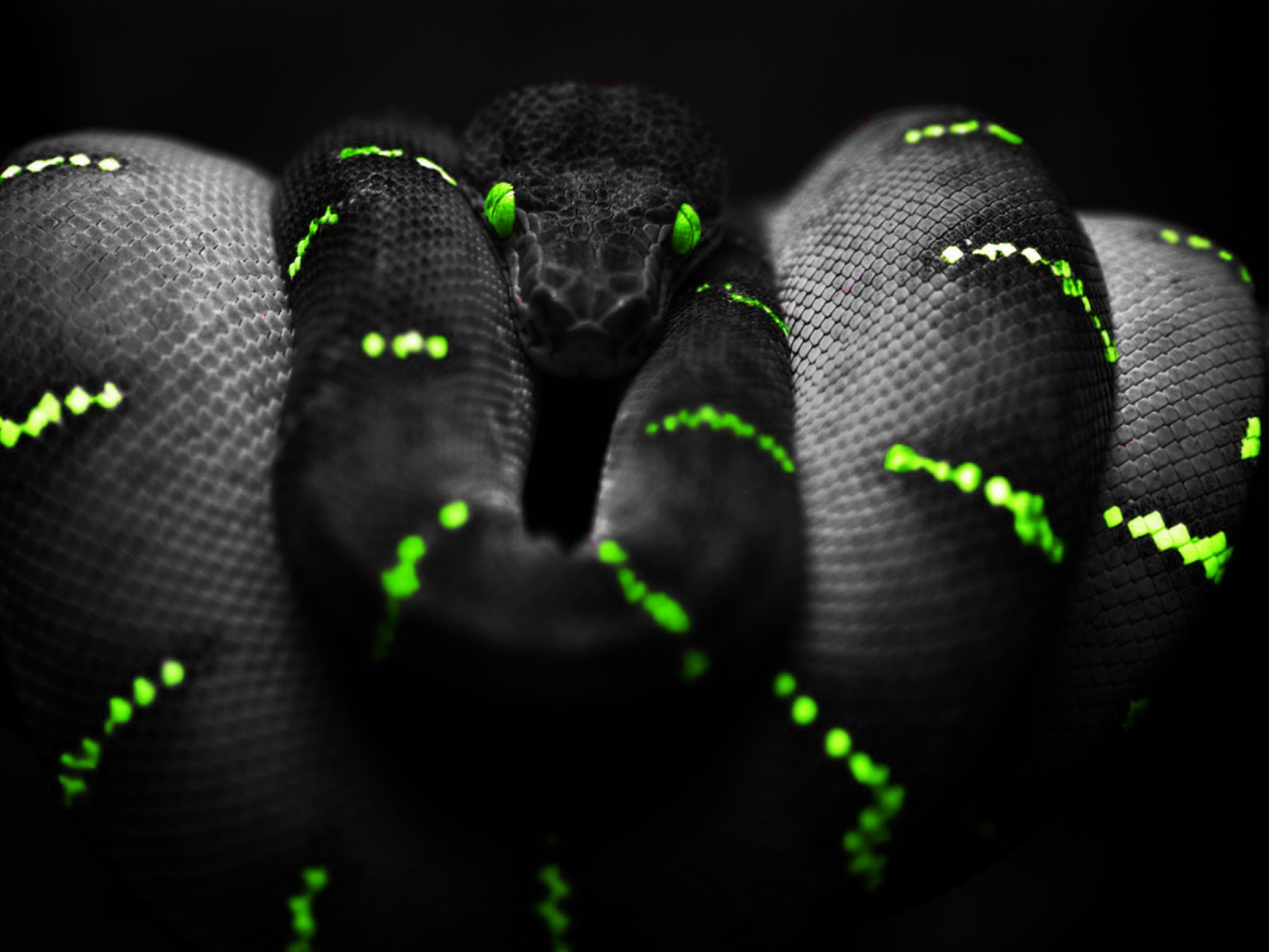 Black Mamba Snake screenshot #1 1600x1200