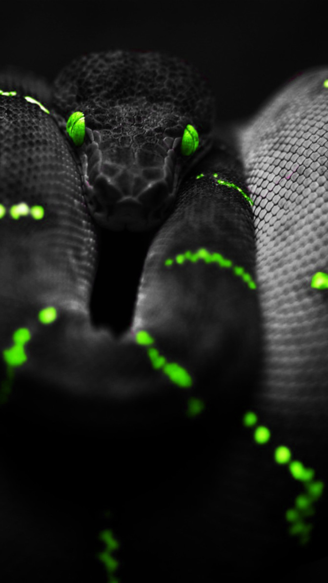 Black Mamba Snake wallpaper 640x1136