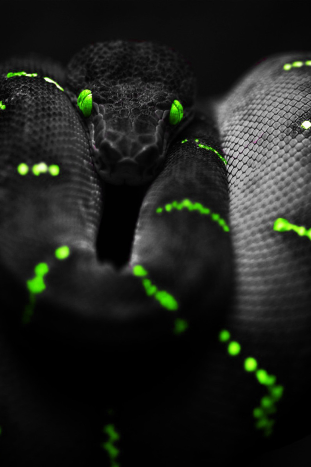 Fondo de pantalla Black Mamba Snake 640x960