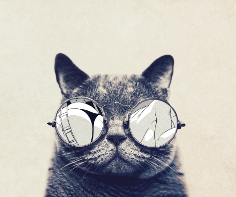 Das Funny Cat In Round Glasses Wallpaper 480x400