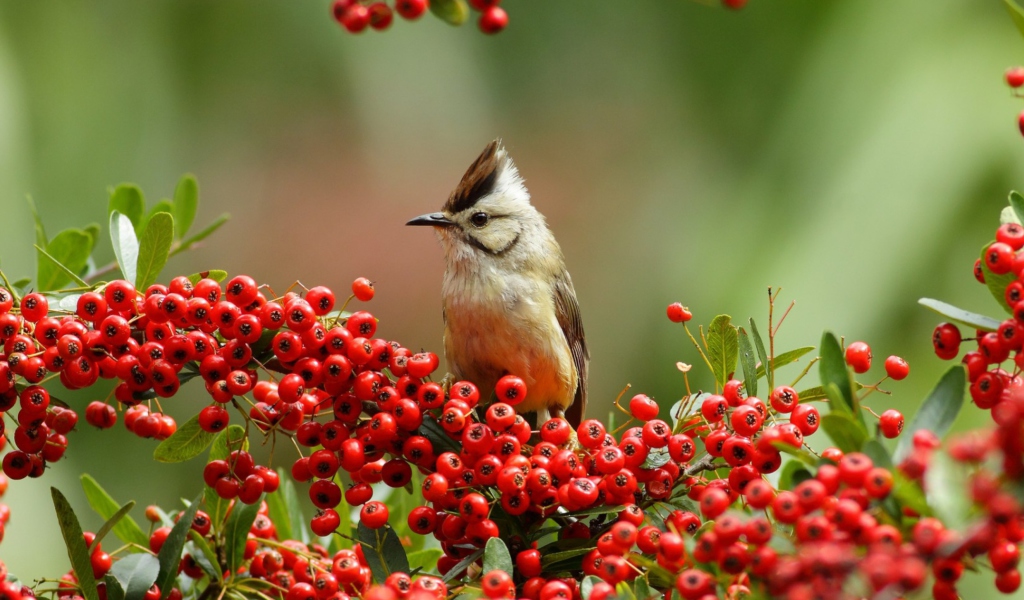Bird On Branch With Red Berries screenshot #1 1024x600