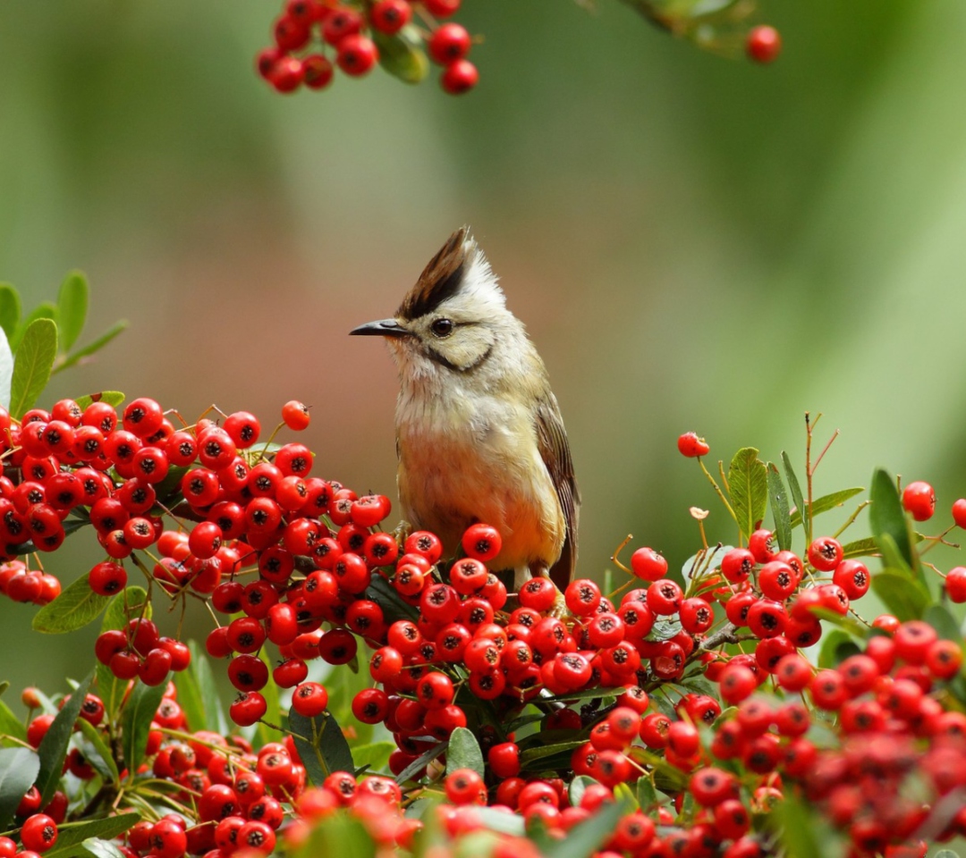 Обои Bird On Branch With Red Berries 1080x960