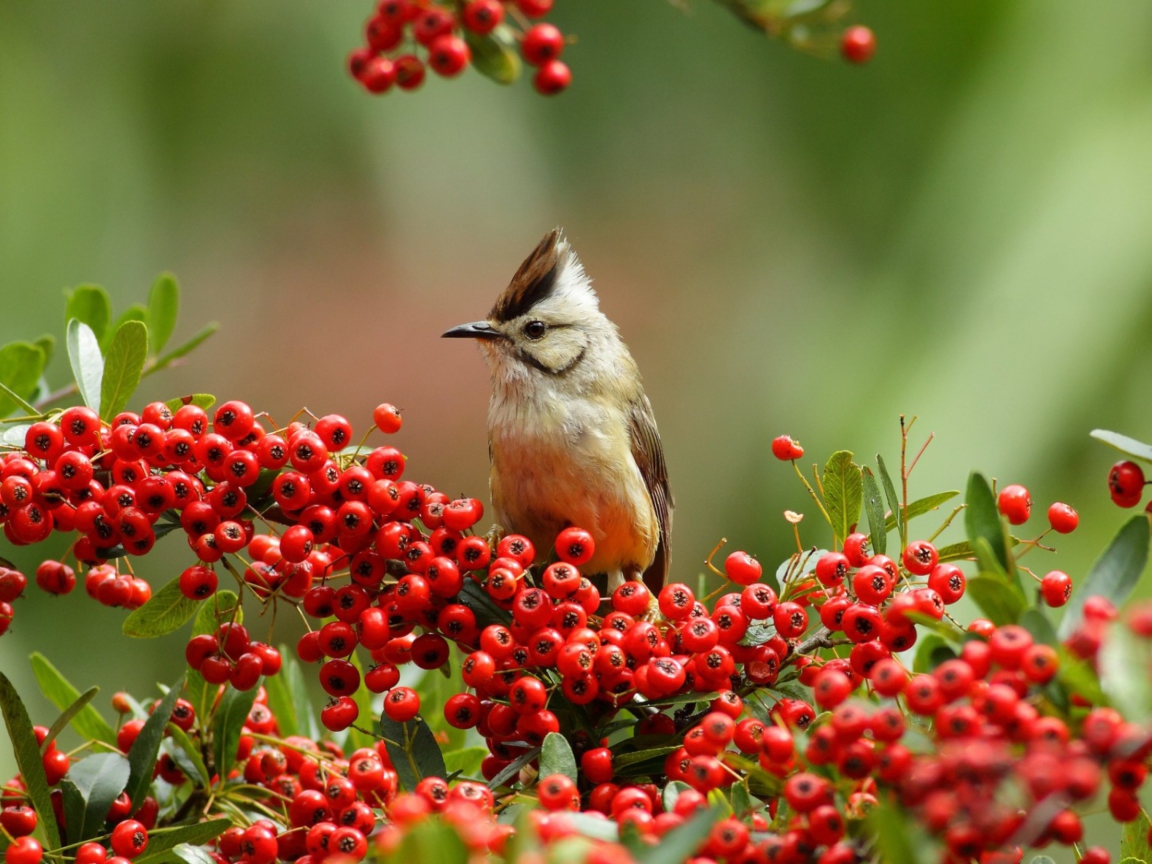 Bird On Branch With Red Berries wallpaper 1152x864