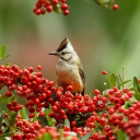 Das Bird On Branch With Red Berries Wallpaper 128x128