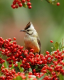 Bird On Branch With Red Berries wallpaper 128x160