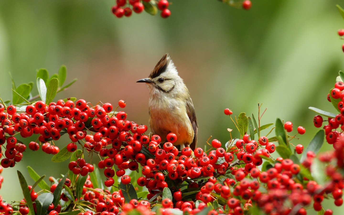 Fondo de pantalla Bird On Branch With Red Berries 1440x900