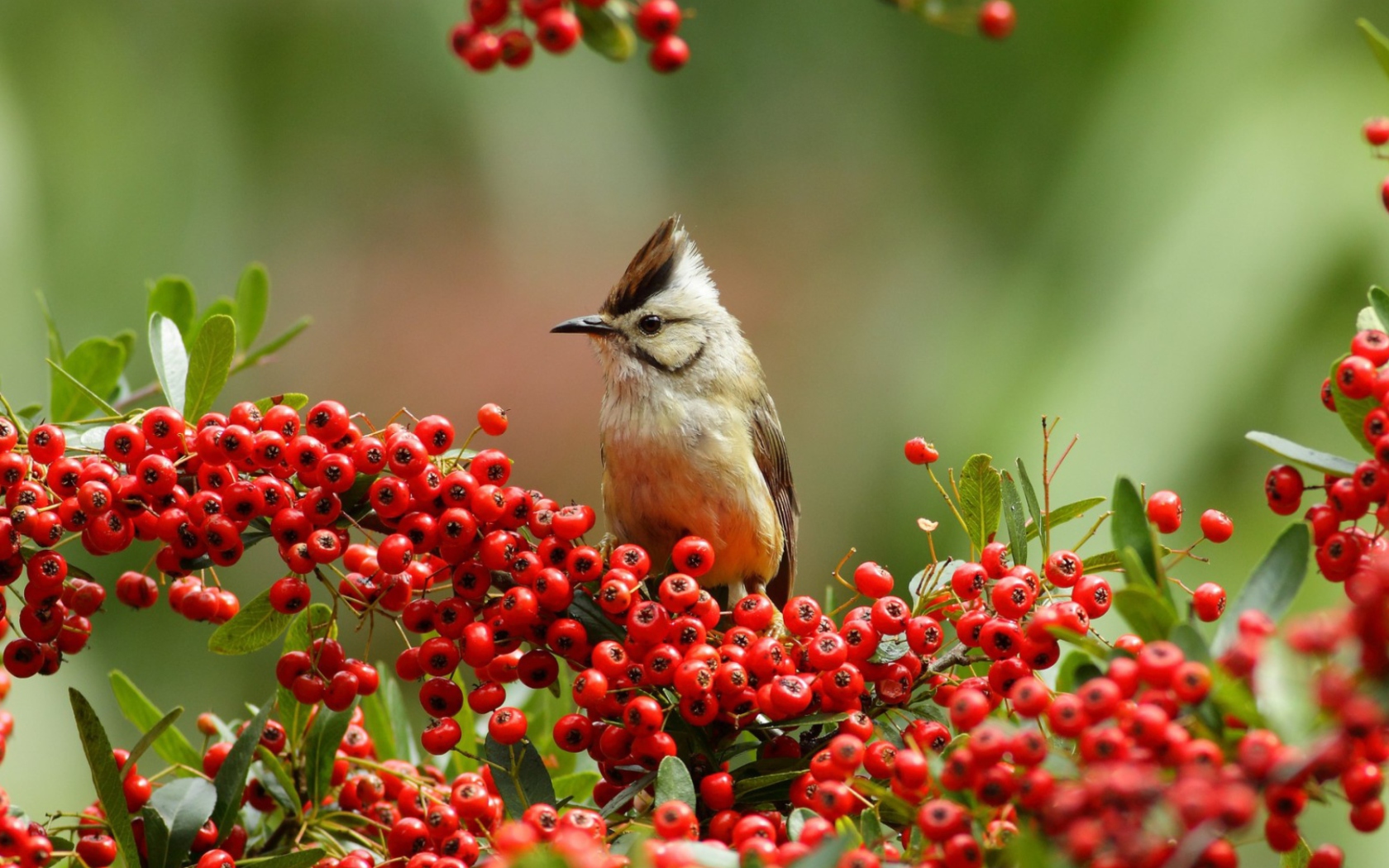 Bird On Branch With Red Berries wallpaper 1680x1050