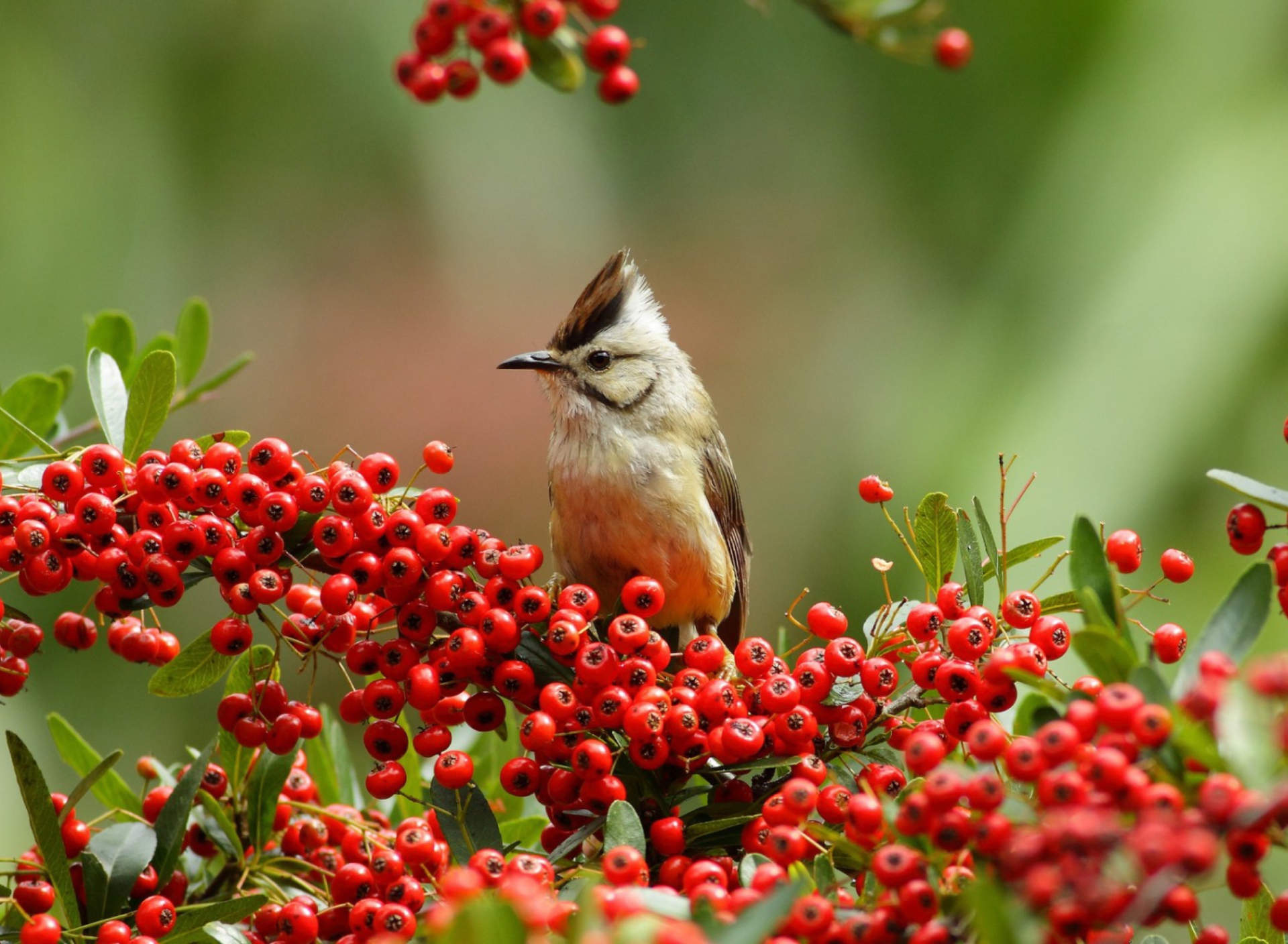 Bird On Branch With Red Berries wallpaper 1920x1408
