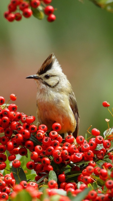 Sfondi Bird On Branch With Red Berries 360x640