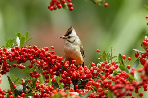 Bird On Branch With Red Berries wallpaper 480x320