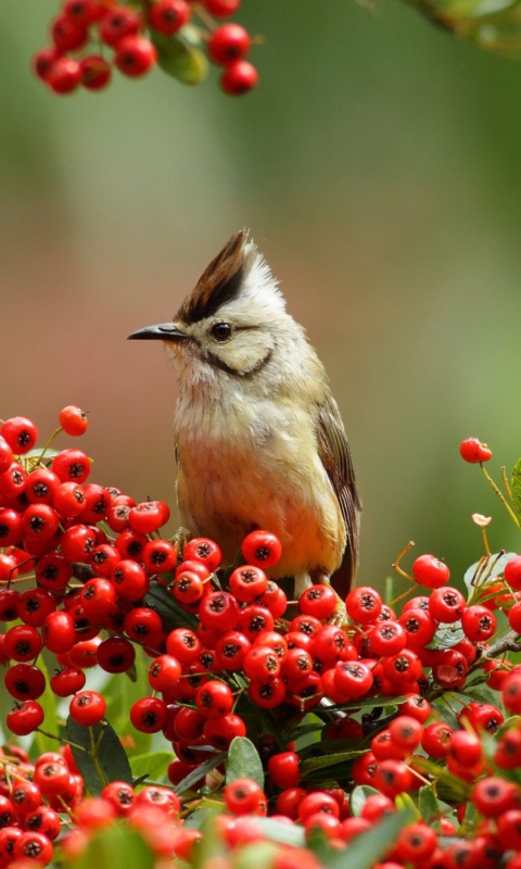 Bird On Branch With Red Berries wallpaper 480x800