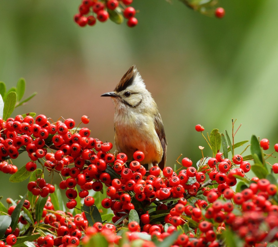 Bird On Branch With Red Berries wallpaper 960x854