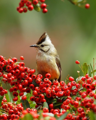 Bird On Branch With Red Berries sfondi gratuiti per 640x960