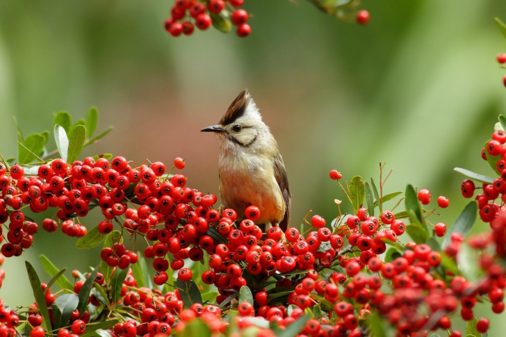 Bird On Branch With Red Berries wallpaper
