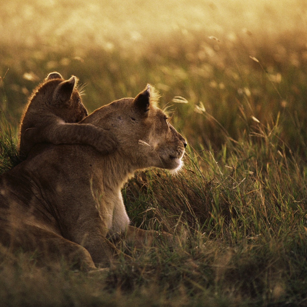 African Lion screenshot #1 1024x1024