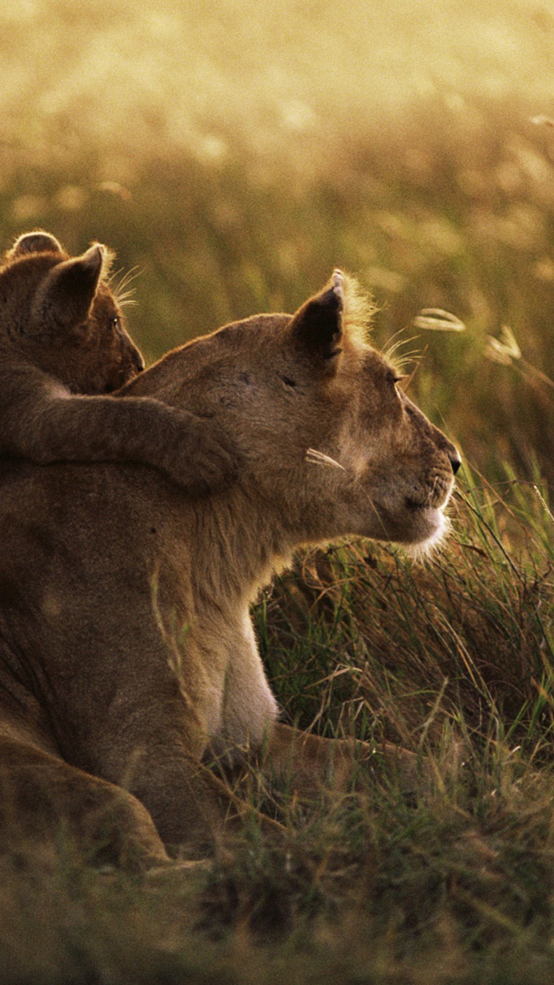 Das African Lion Wallpaper 1080x1920