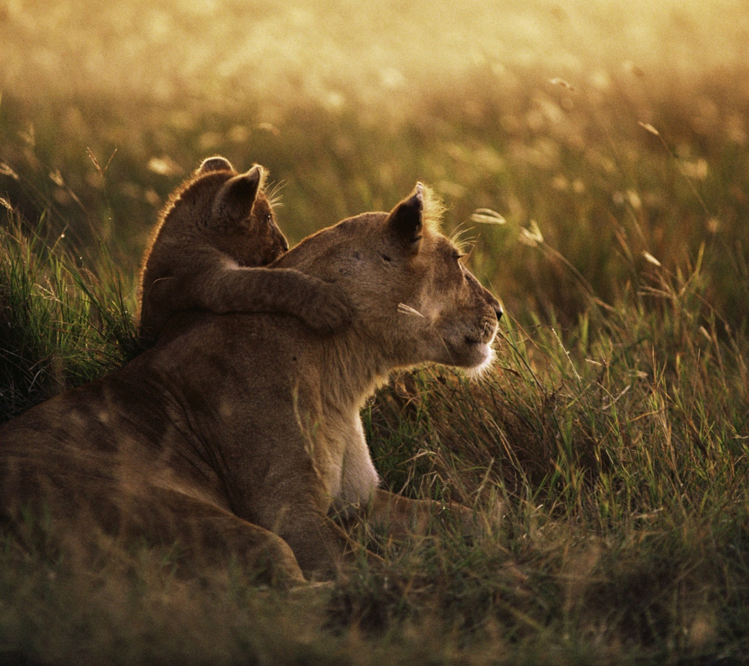 Das African Lion Wallpaper 1080x960