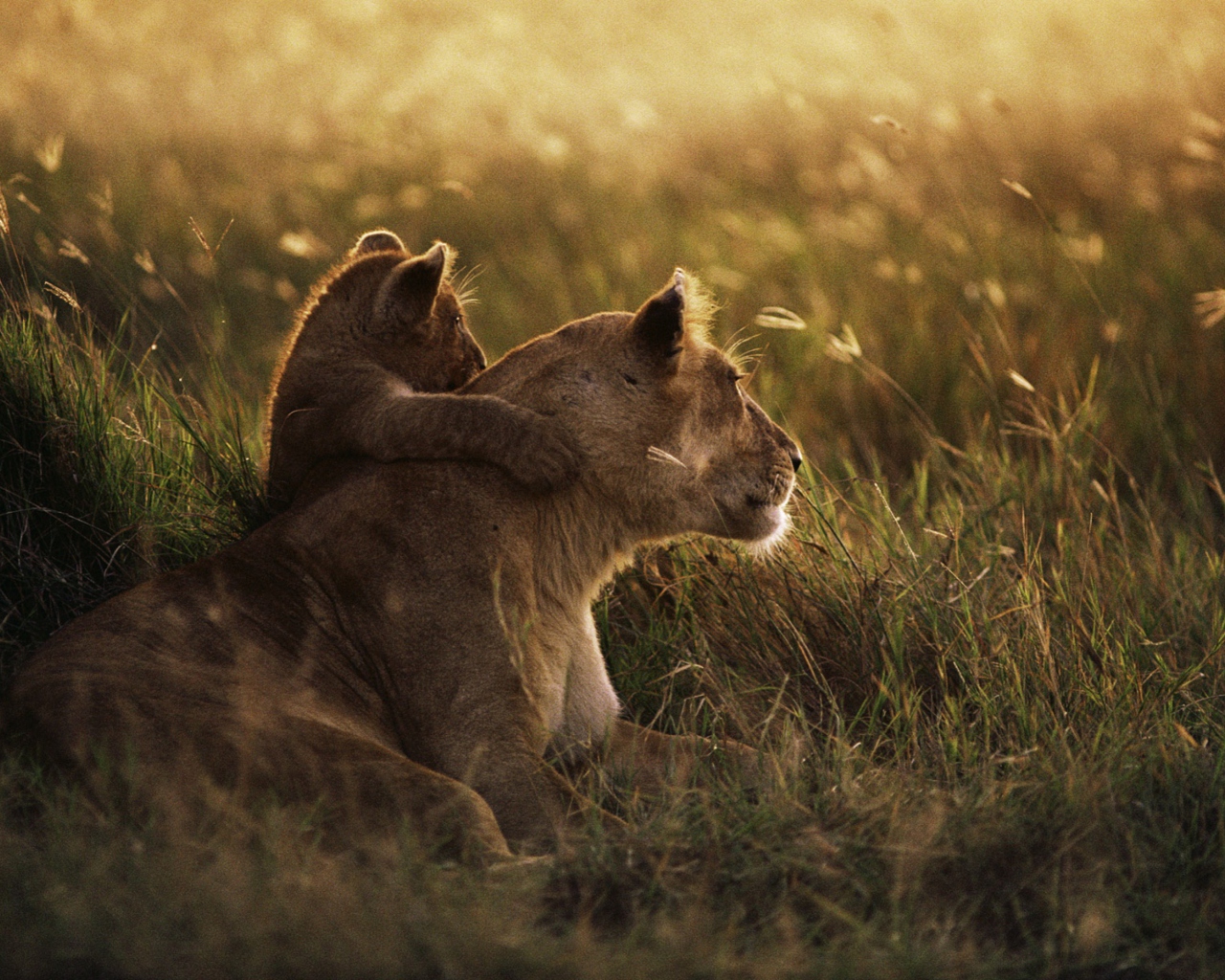 Das African Lion Wallpaper 1280x1024