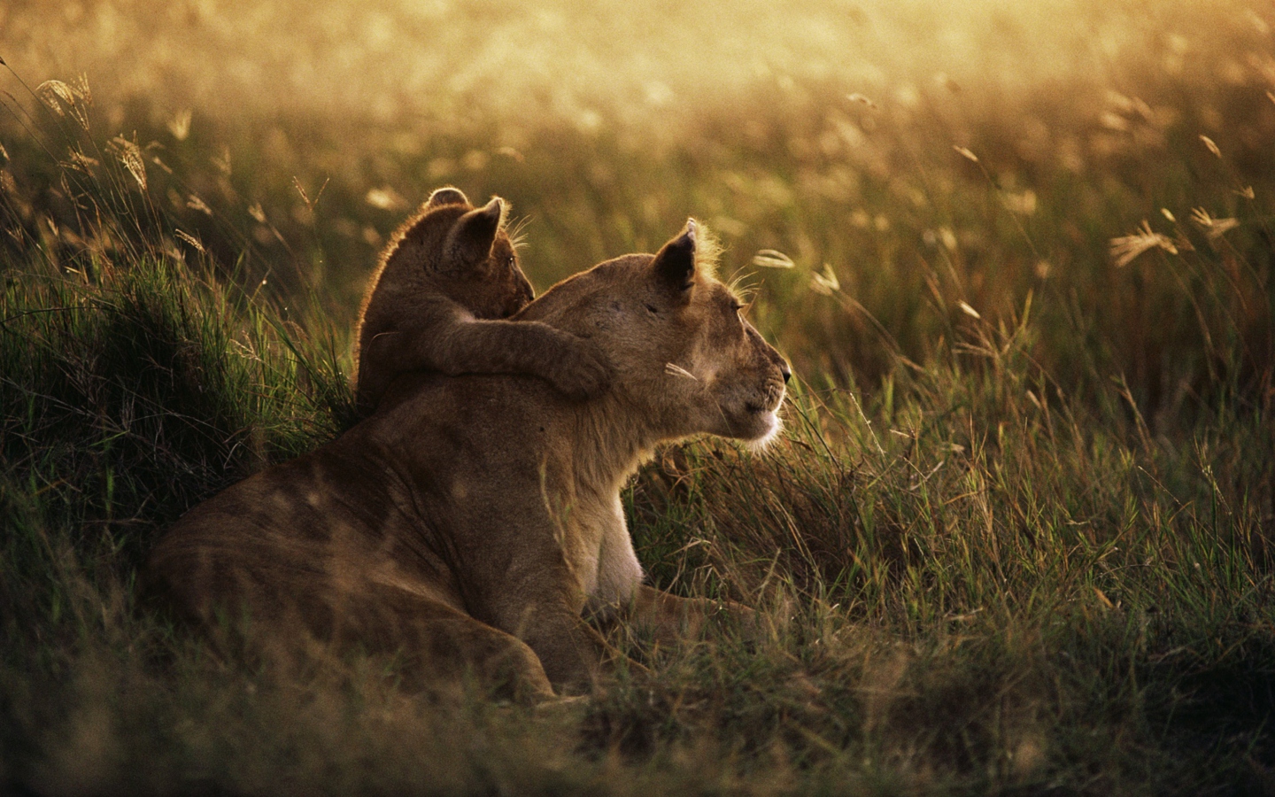 Sfondi African Lion 1440x900
