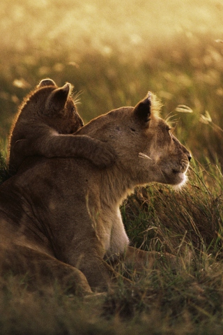 African Lion screenshot #1 320x480