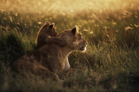 Fondo de pantalla African Lion 480x320