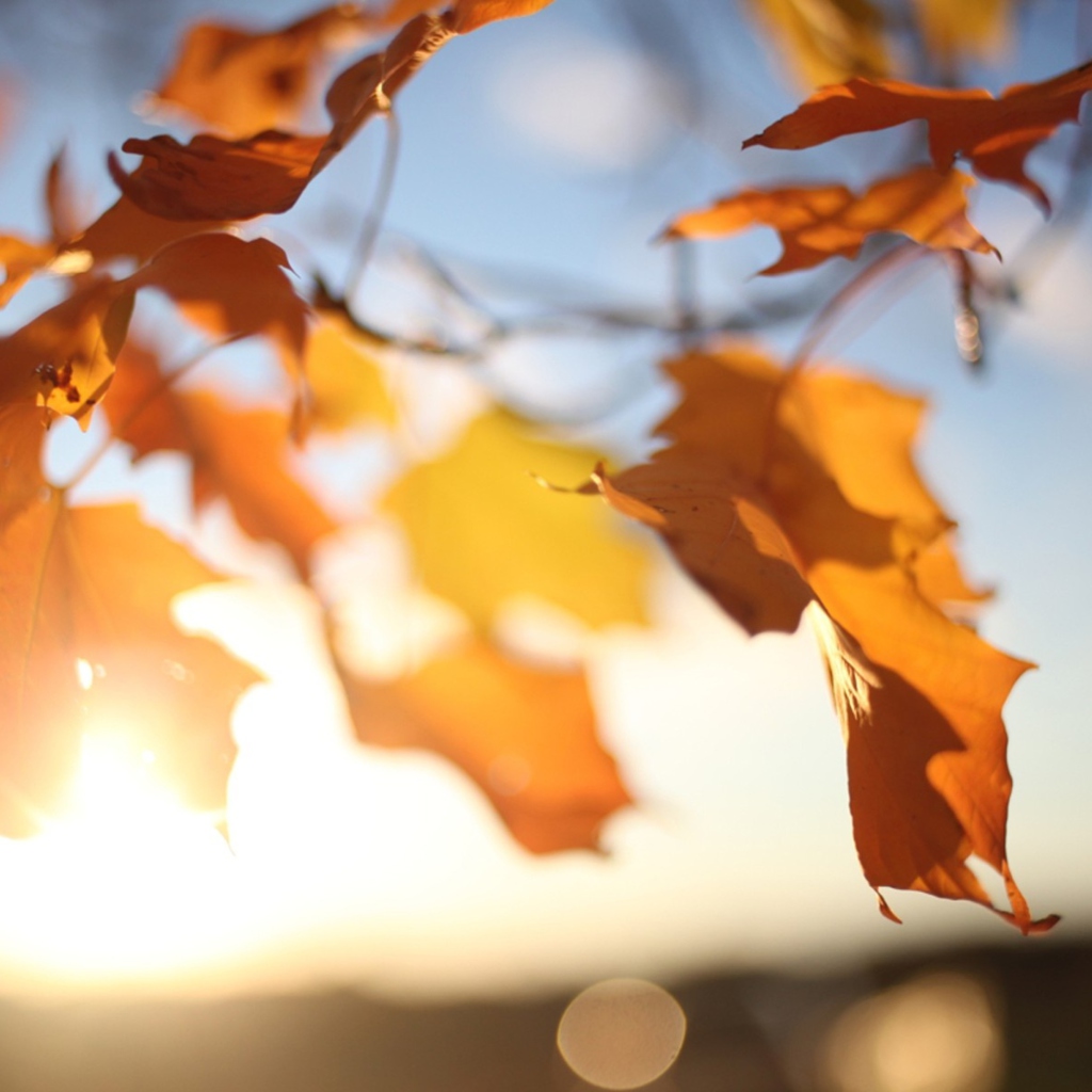 Fondo de pantalla Autumn Leaves In Sun Lights 1024x1024