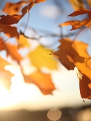 Screenshot №1 pro téma Autumn Leaves In Sun Lights 132x176